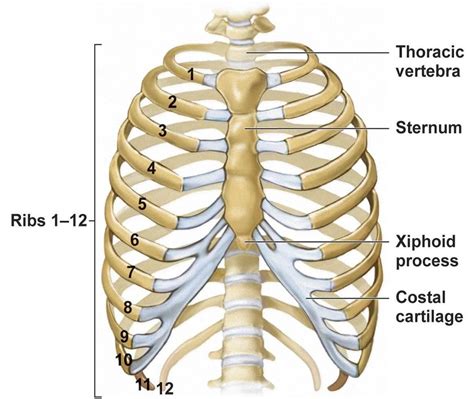 how many ribs in rib cage|Rib Cage: Names of Bones, Anatomy, Functions,.